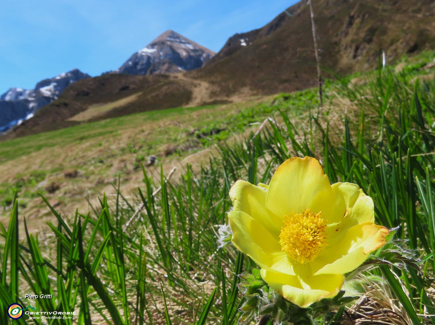 60 Pulsatilla alpina sulphurea (Anemone alpino) con formica ospite.JPG